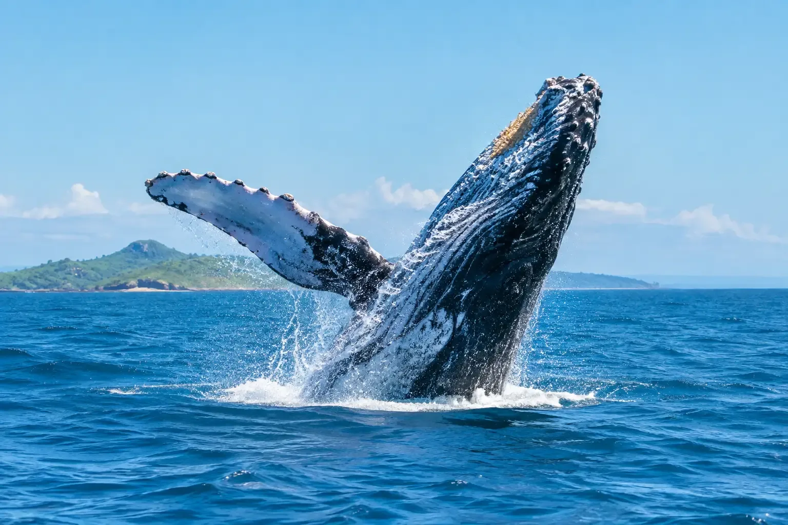 Baleine à bosse observée depuis un bateau lors d'une excursion à Nosy Be